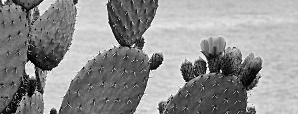 Cactus: Amazing uses and benefits